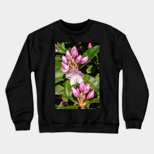 Rhododendron buds. Crewneck Sweatshirt